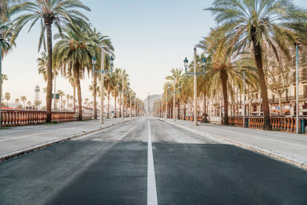 Palm Tress